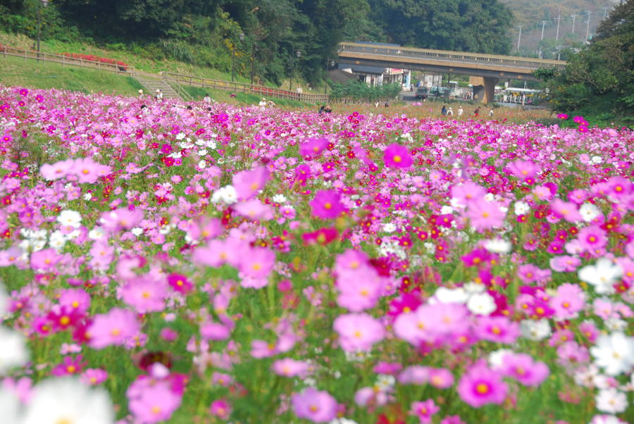A Sea of Cosmos at Kurihama Hana-no-Kuni