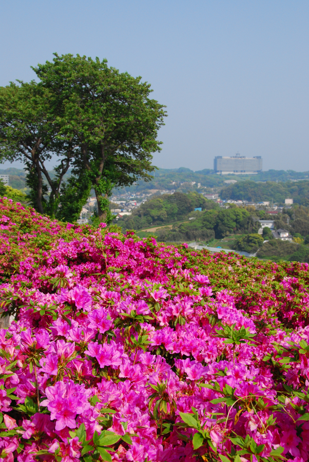 Azaleas at Mt. Okusu
