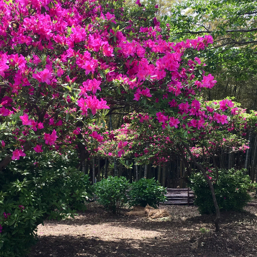 Azaleas at Takeyama