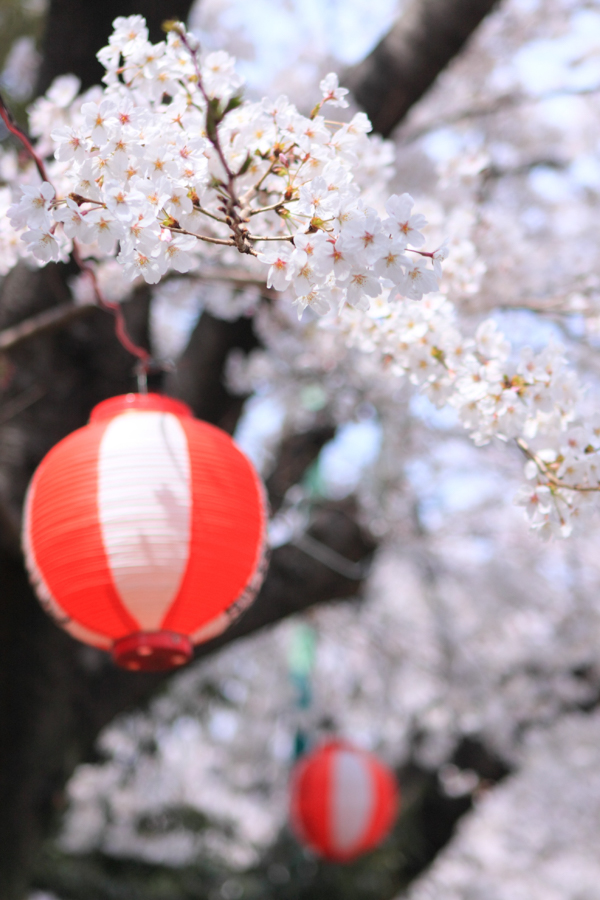 Cherry Blossoms at Negishi Traffic Park