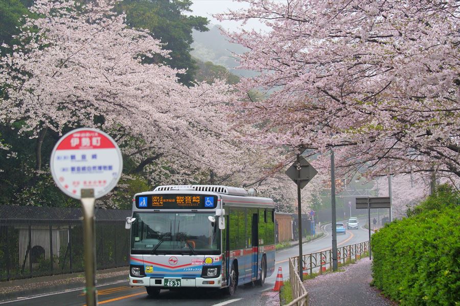 Cherry Blossoms at Otsu