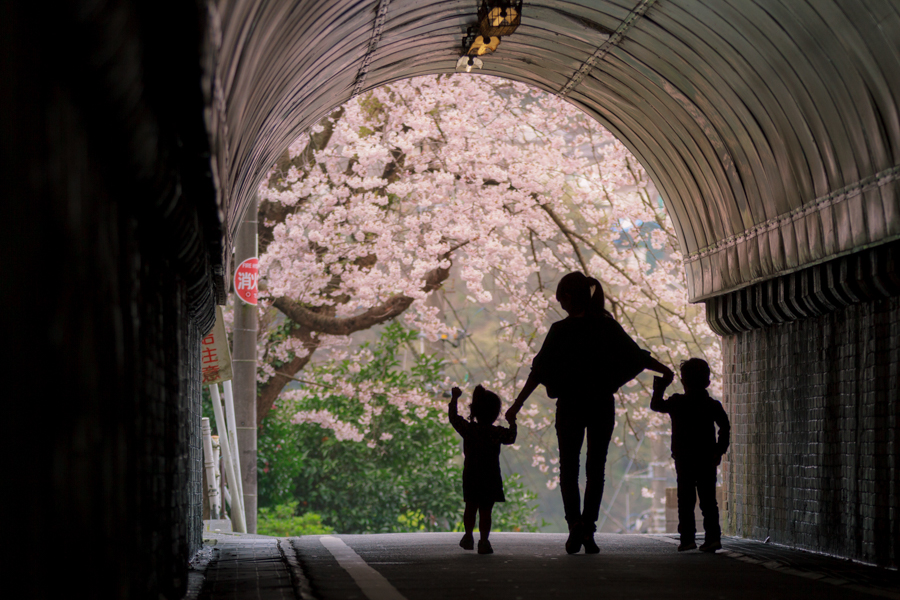 Cherry Blossoms at Sakamoto Tunnel