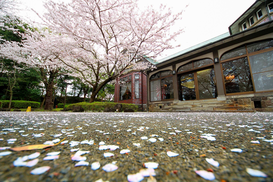 Cherry Blossoms at Shioiri / Yokosuka-Chuo Area
