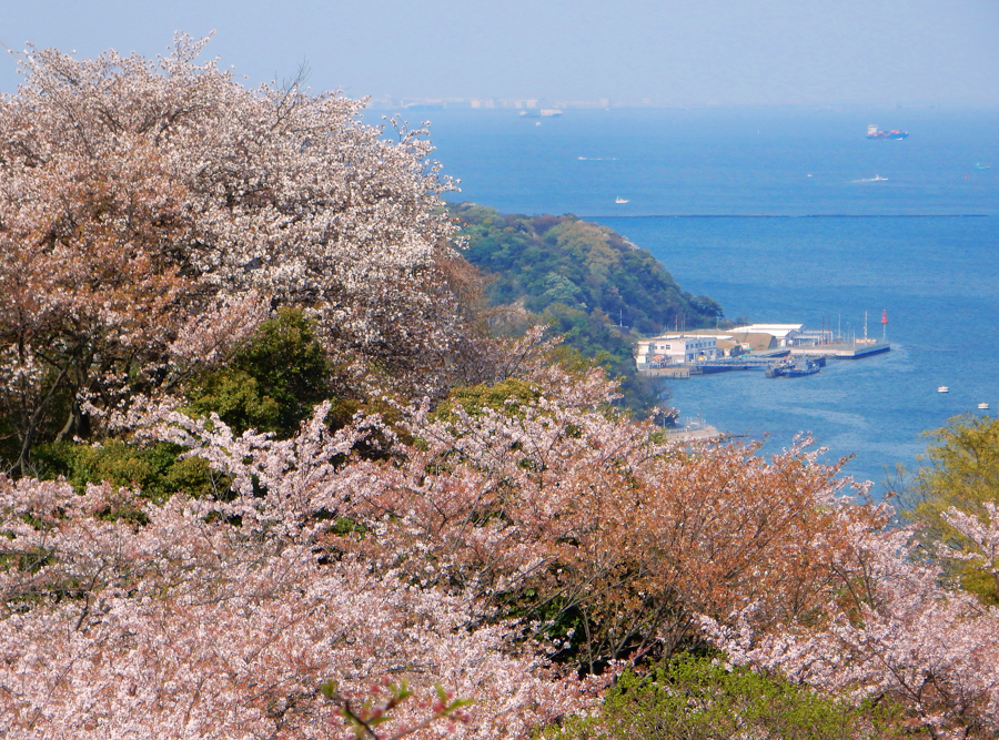 Cherry Blossoms at Tsukayama Park