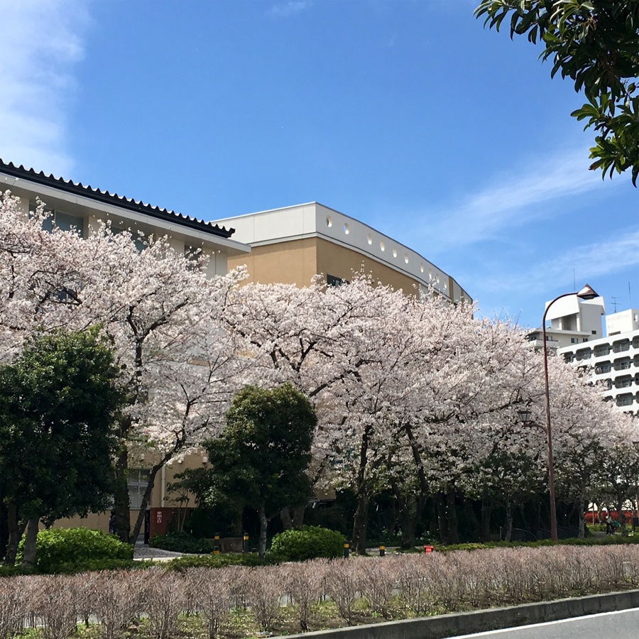 Cherry Blossoms on Yokosuka Seaside Street