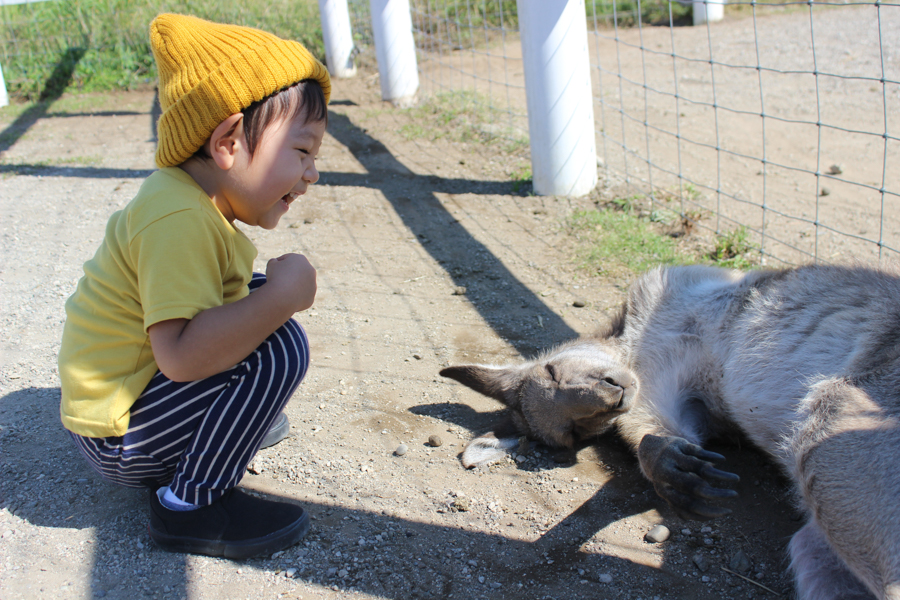 Cosmos Flowers at Soleil Hill