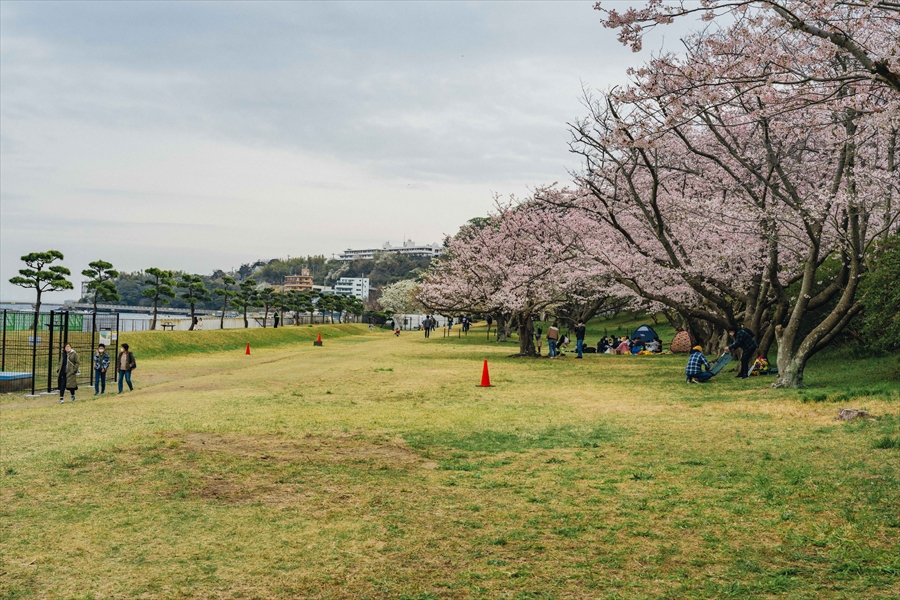 Hashirimizu Waterworks - Cherry Blossoms