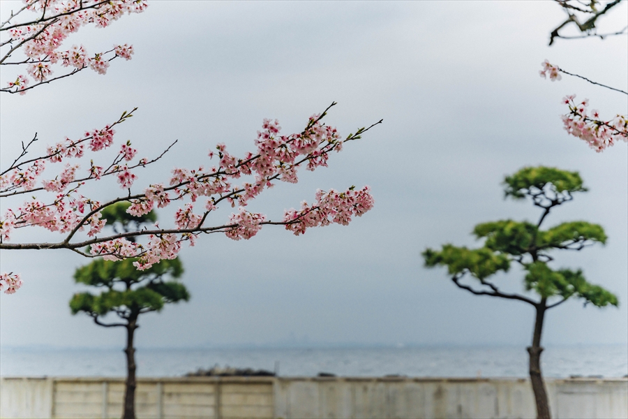 Hashirimizu Waterworks Park - Cherry Blossoms