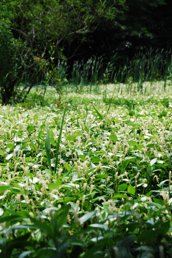 Hikari-no-Oka Waterside Park - Lizard’s Tail Plants