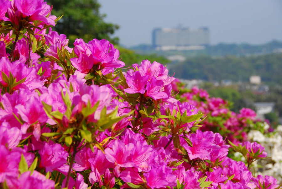 Hillside Azaleas in Full Bloom