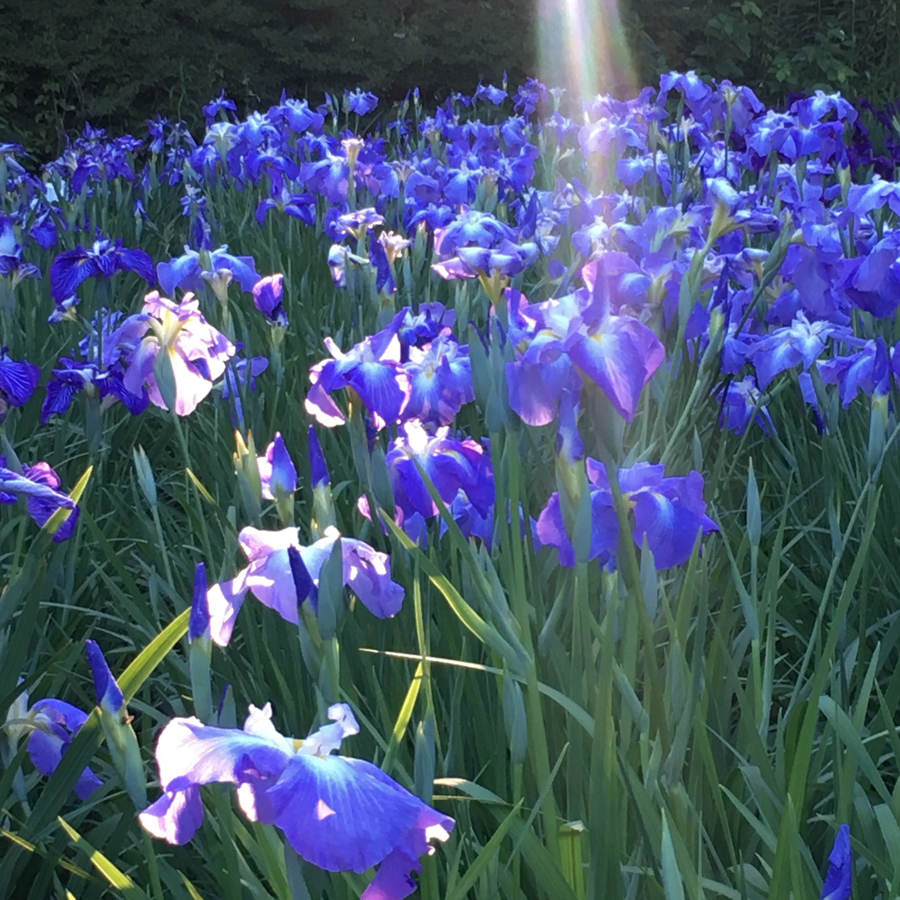 Irises at Yokosuka Iris Garden
