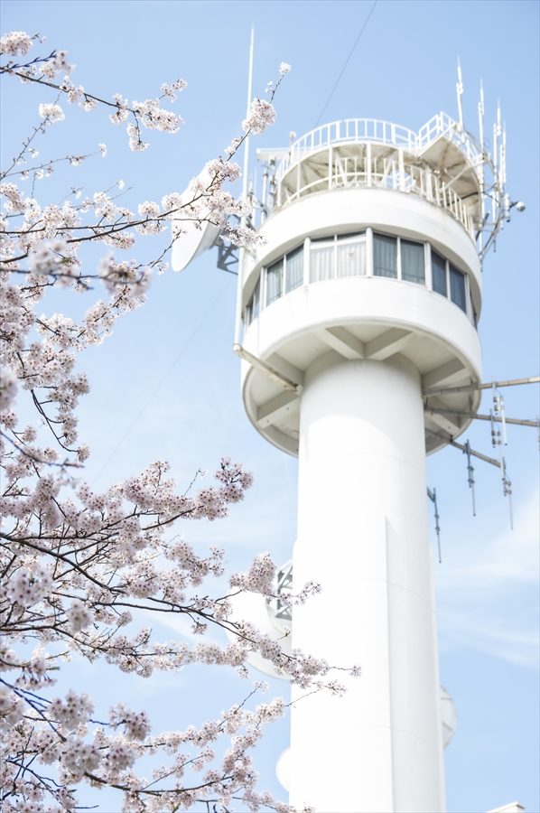 Kannonzaki Reedaa - Cherry Blossoms