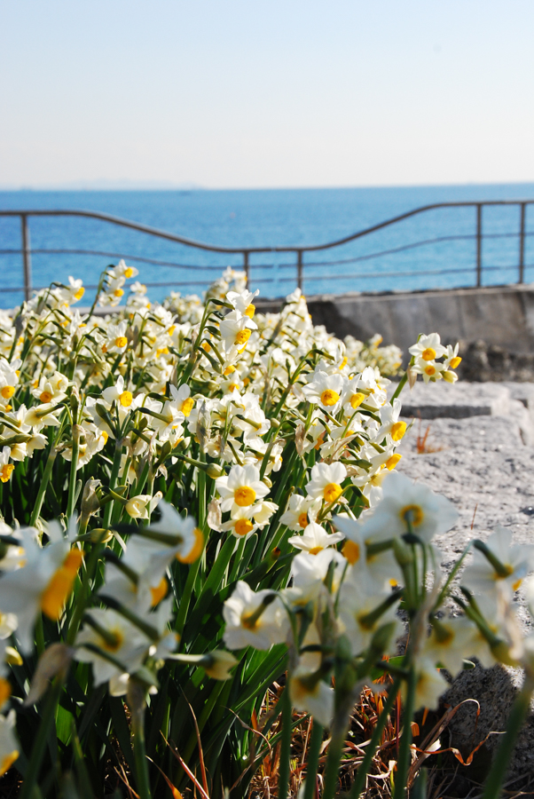 Kitashitaura Coast - Daffodils