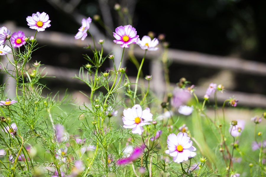 Kurihama Flower World - Cosmos Flowers