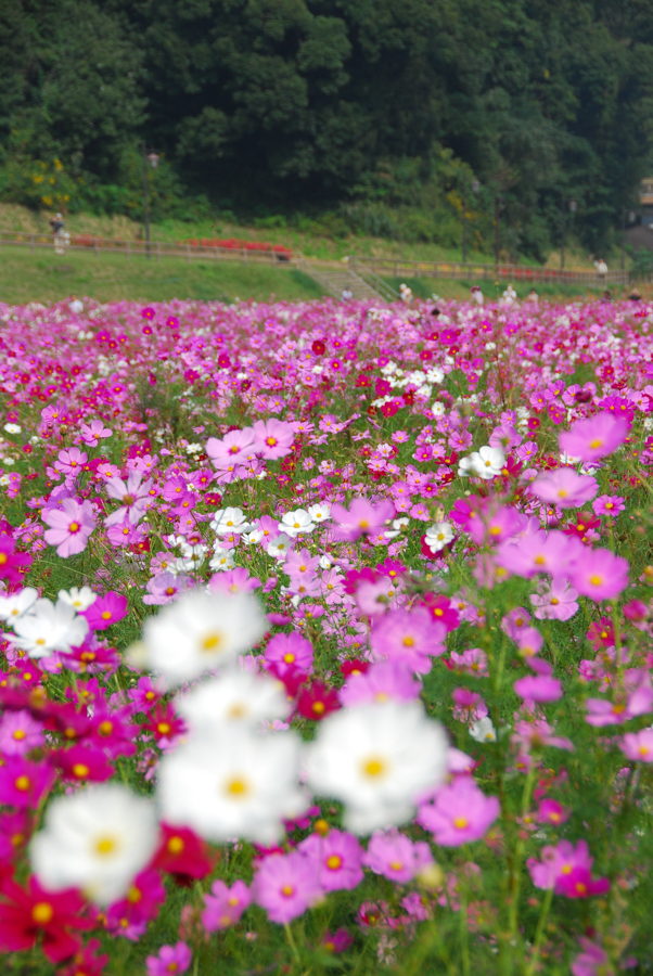 Kurihama Flower World - Cosmos Garden