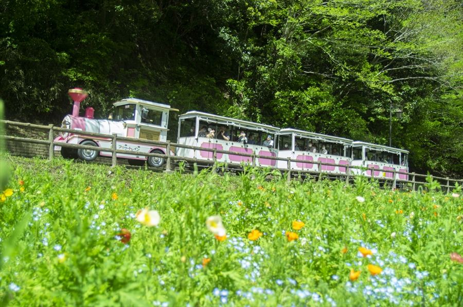 Kurihama Flower World - Flower Train