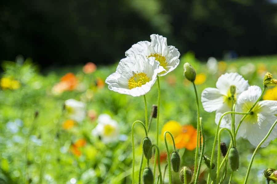 Kurihama Flower World - Poppies
