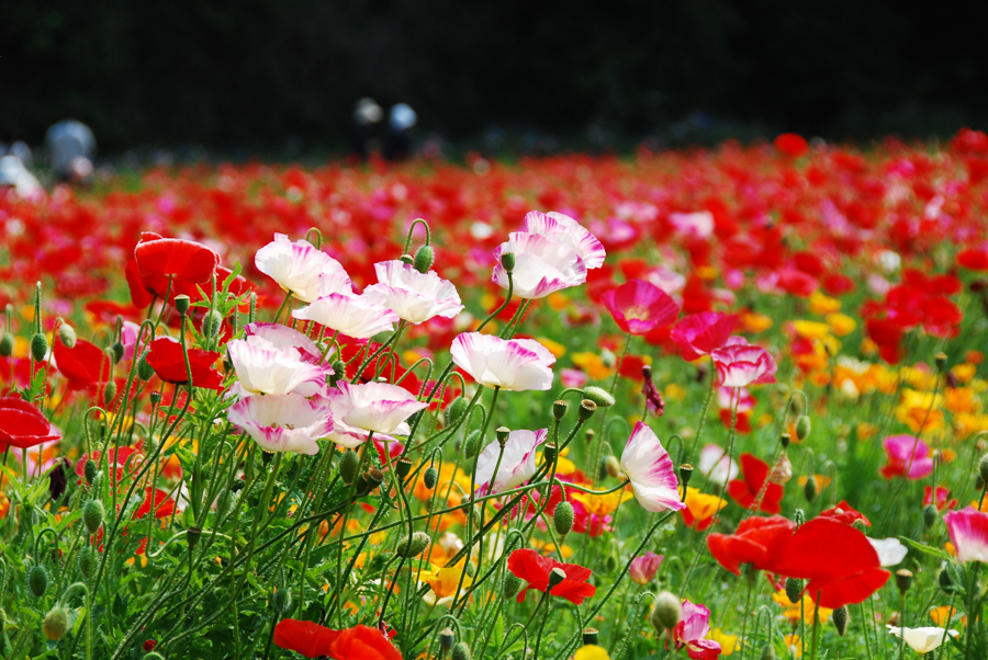 Kurihama Flower World - Poppy Garden
