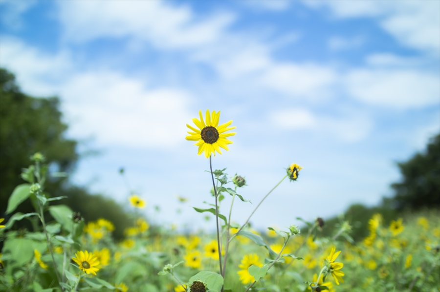 Kurihama Flower World - Sunflowers
