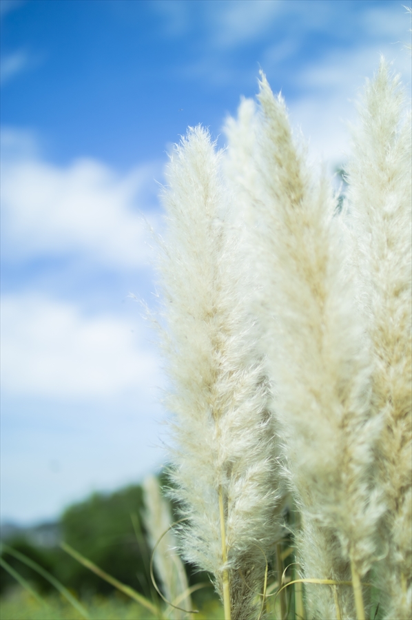 Kurihama Flower World