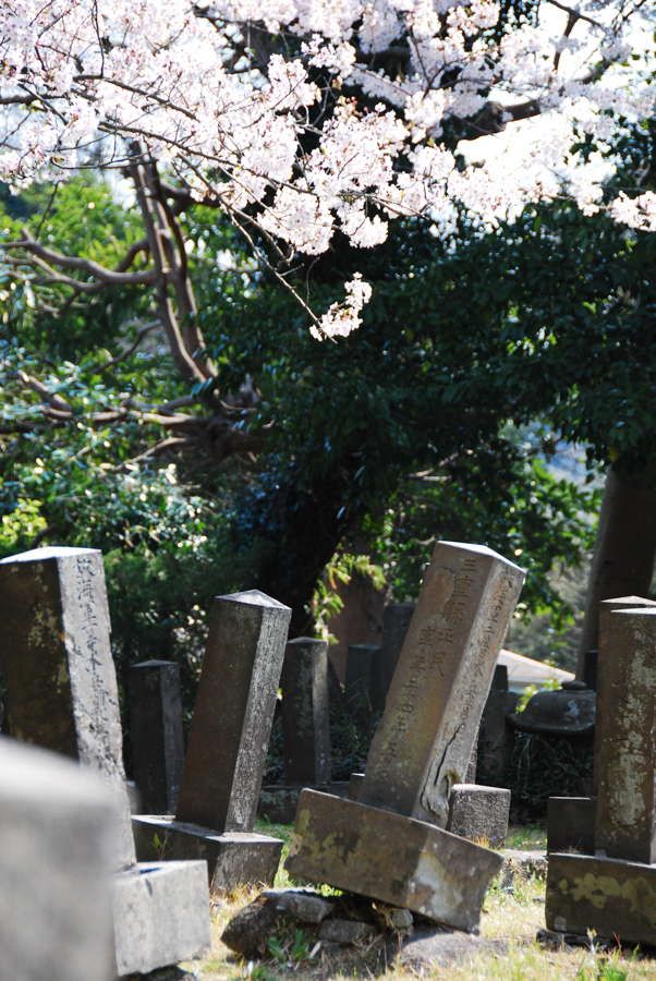 Makado Mountain Bochi - Cherry Blossoms