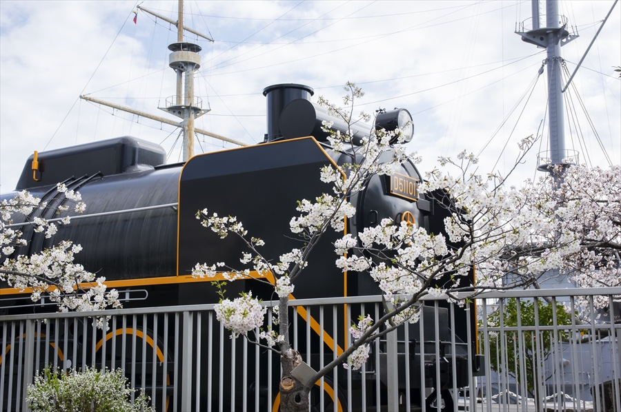 Mikasa Park - Cherry Blossoms