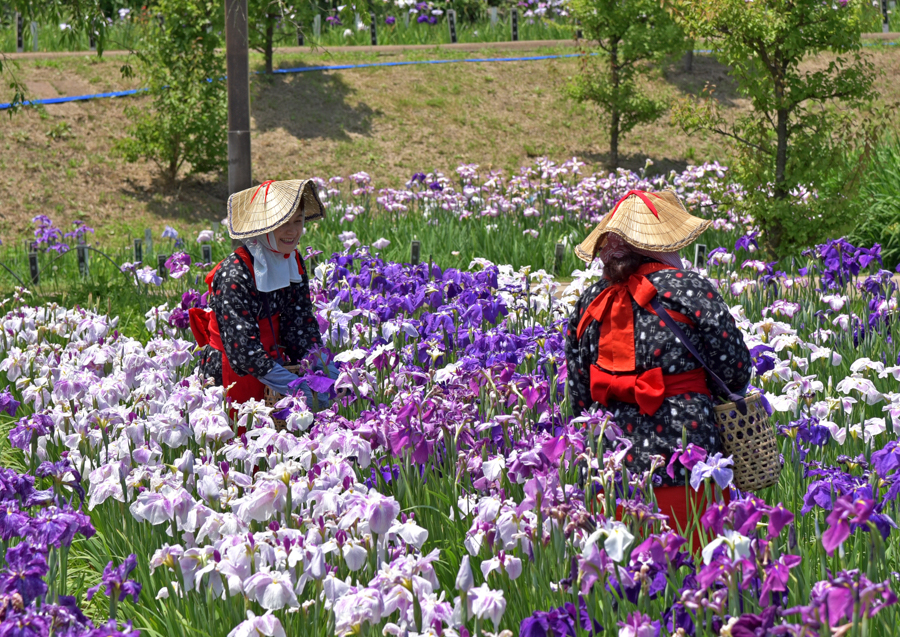 Moonlit View at Yokosuka Iris Garden