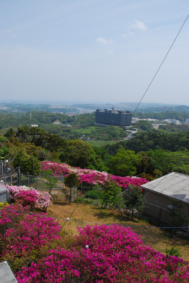 Mt. Takeyama Summit - Azaleas