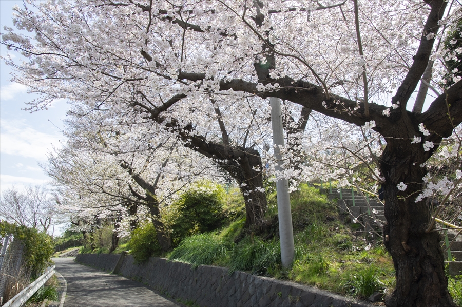 Nango Park - Cherry Blossoms