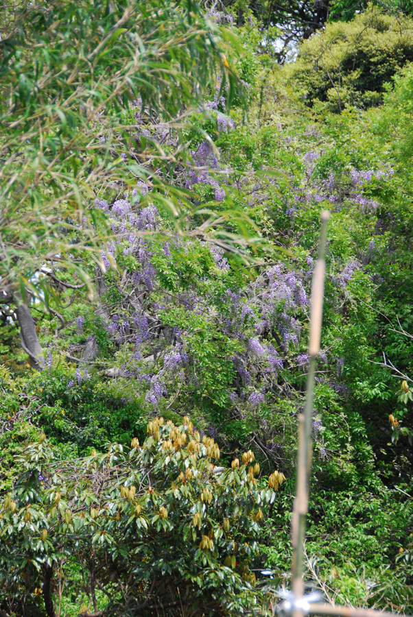 Nobi Satoyama - Early Summer