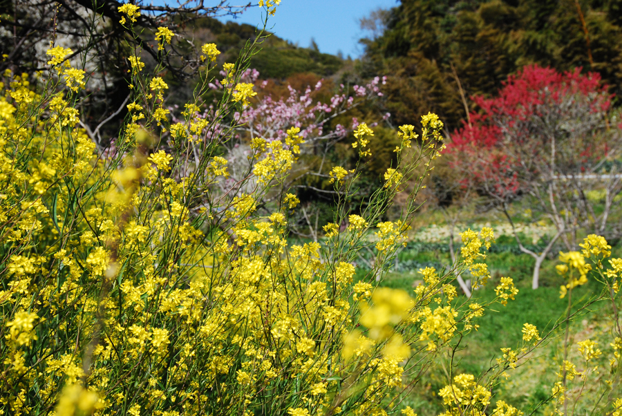 Nobi Satoyama - Spring