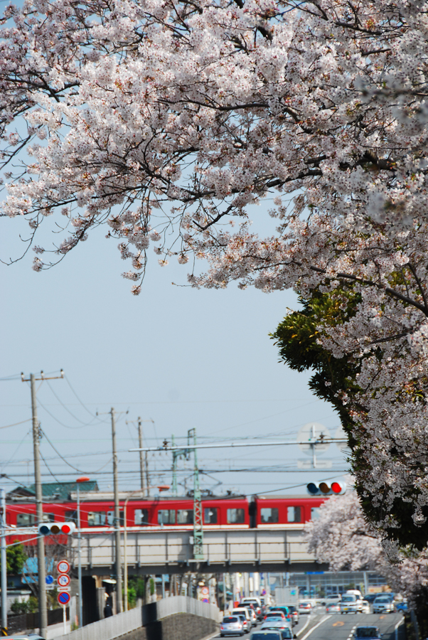 Otsu–Kurihama Road - Cherry Blossoms