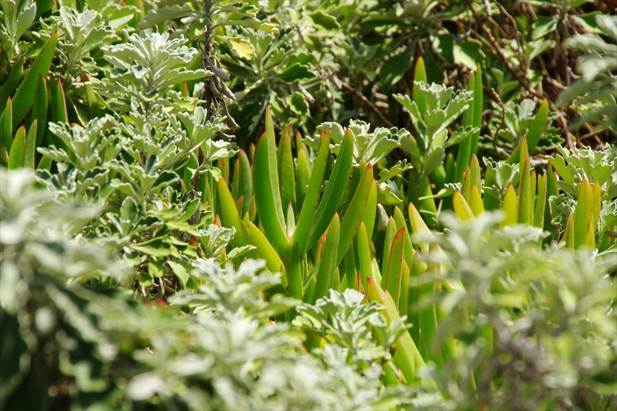 Pathway Scene at Otsu