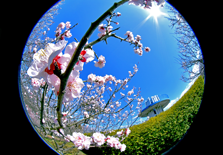 Plum Blossoms at Taura