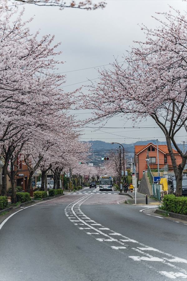 Sakura Ga Oka - Cherry Blossoms