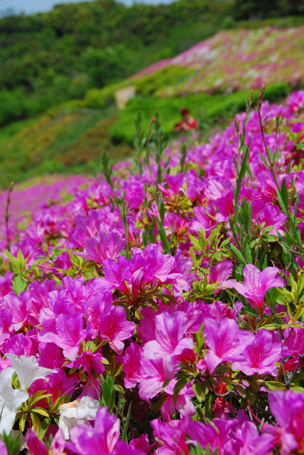Shonan Village - Azaleas