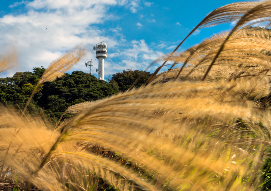 Silver Grass at Kannonzaki Lighthouse