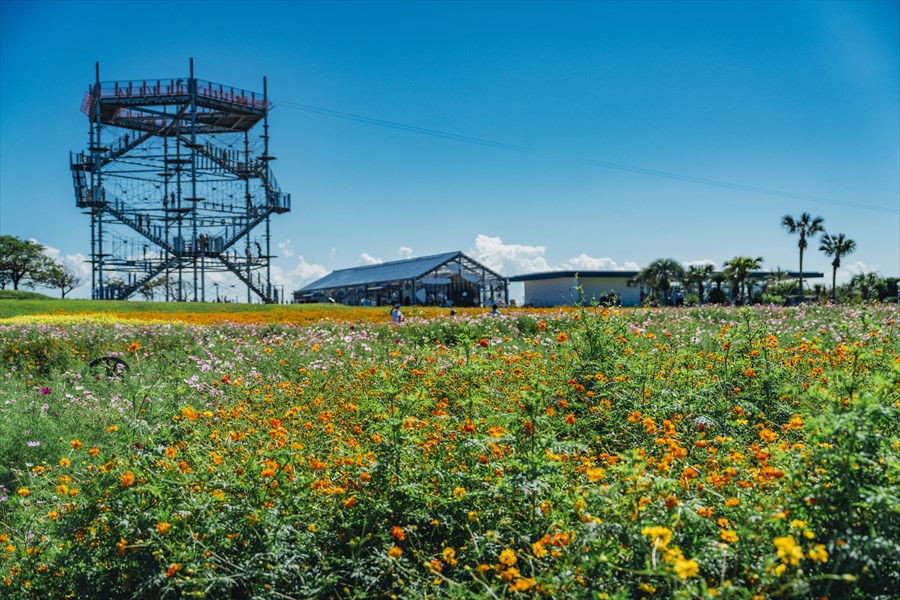 Soleil Hill - Cosmos Flowers