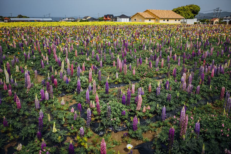 Soleil Hill - Lupines