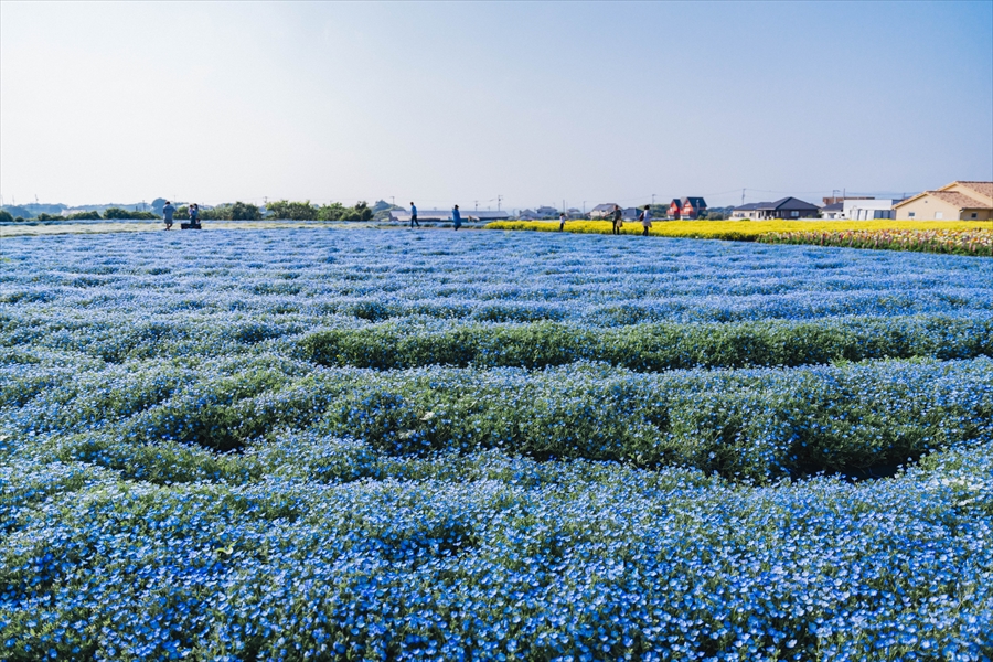 Soleil Hill - Nemophila