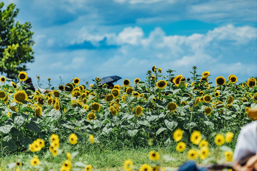 Soleil Hill - Sunflowers