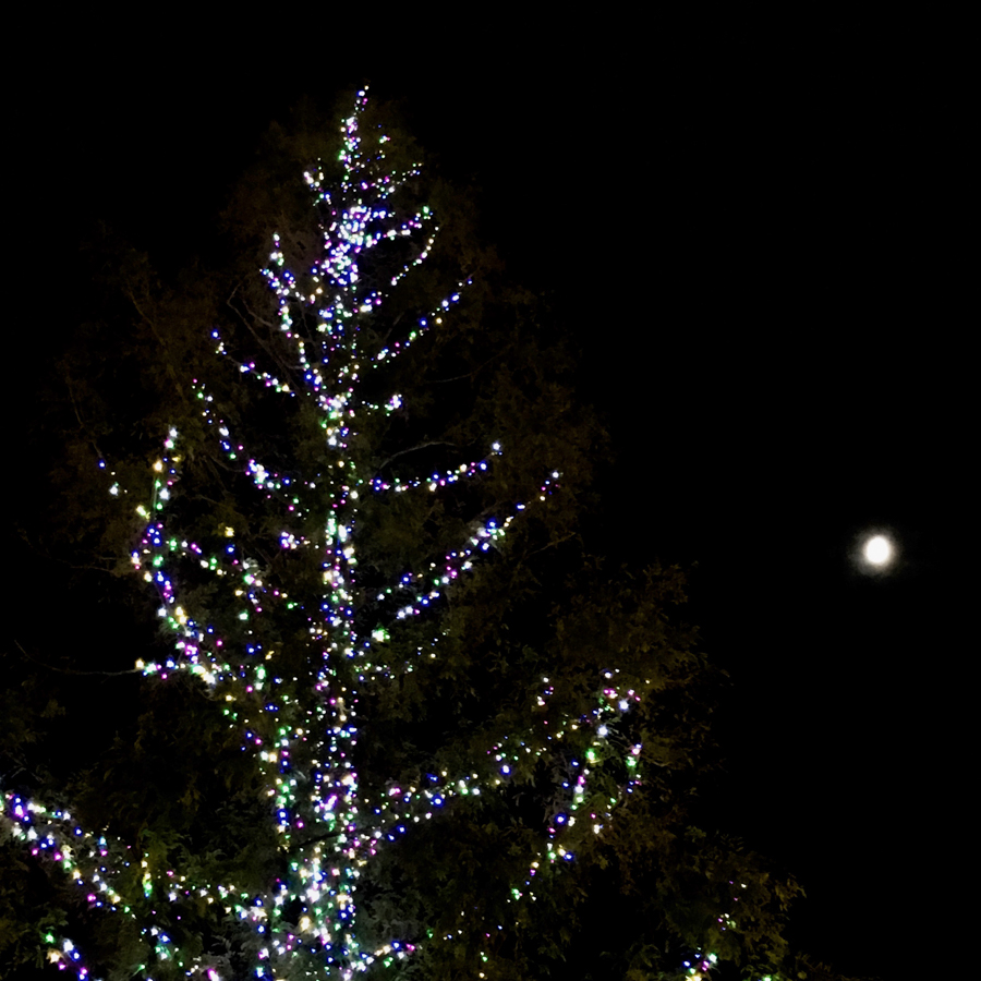 Station Plaza Illumination Tree
