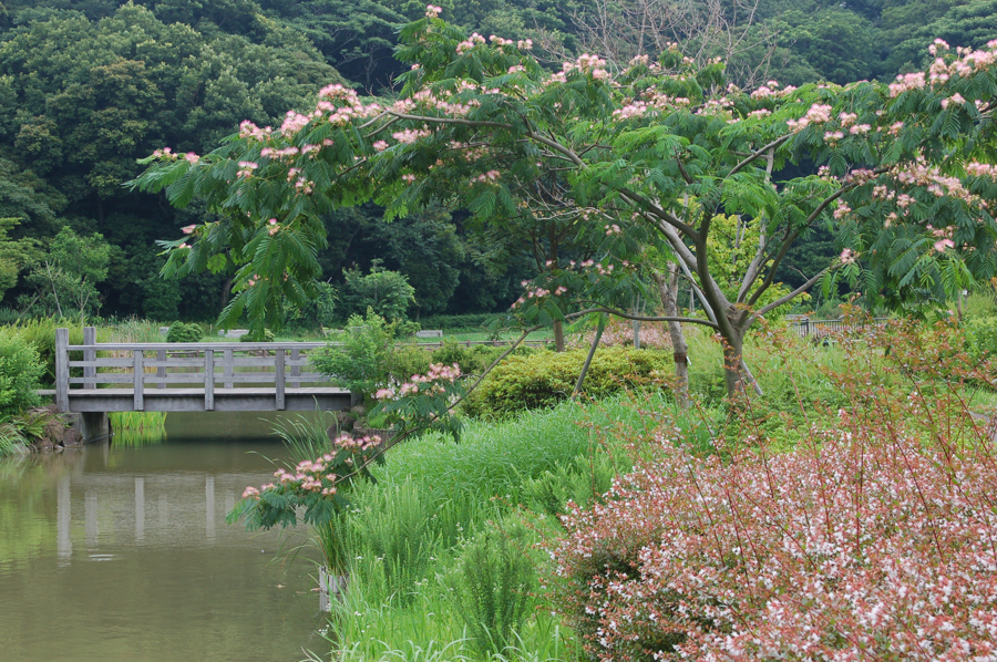 Suihen No Park - Silk Tree