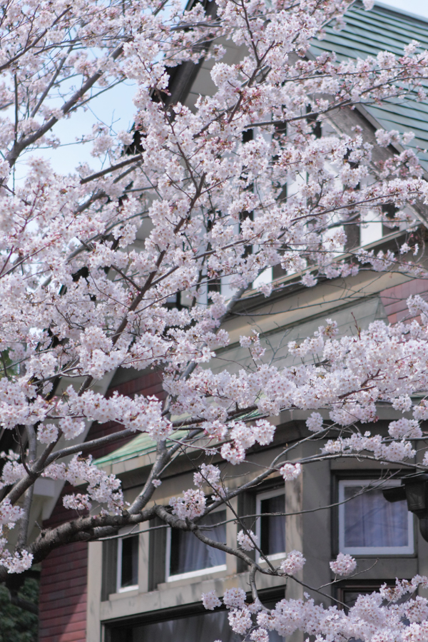 Tado Dai Bunchou Sha - Cherry Blossoms