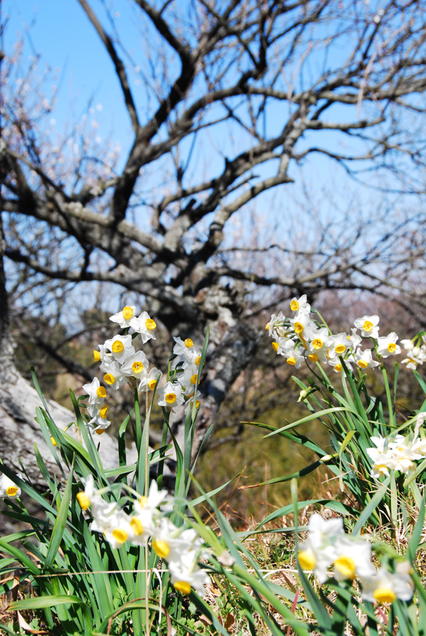 Taura Plum Grove - Daffodils