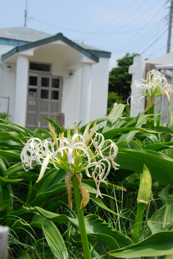 Tenjinjima - Beach Spider Lilies