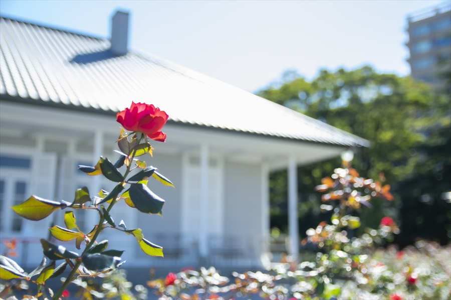 Thibaudier Residence - Autumn Roses