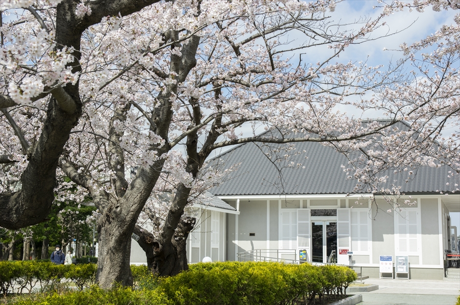 Thibaudier Residence - Cherry Blossoms