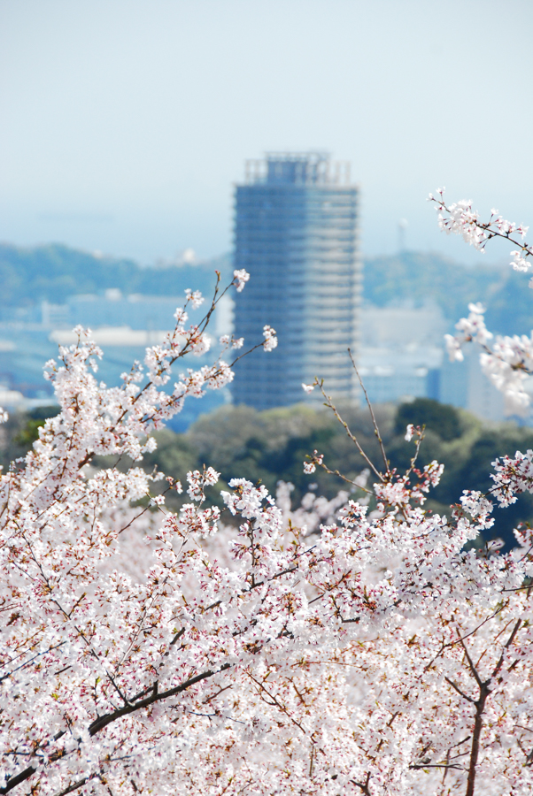 Tsukayama Park - Cherry Blossoms