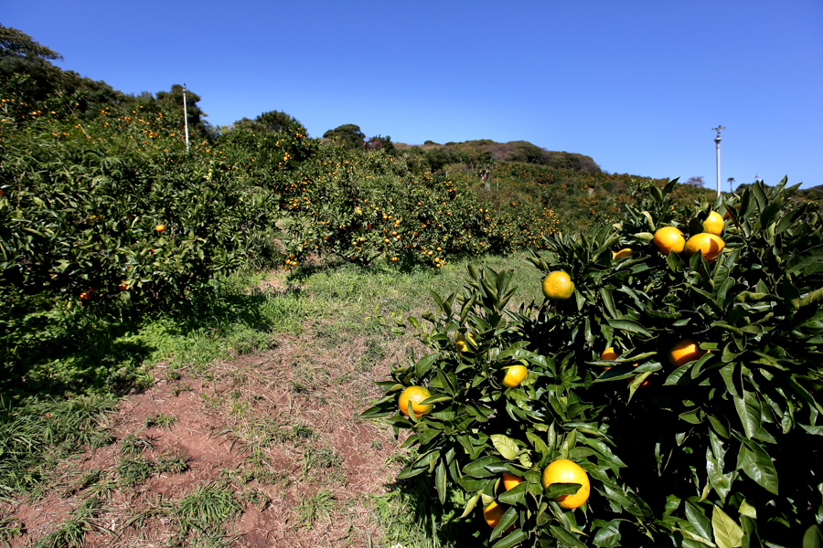 Tsukuihama Tourist Farm - Mandarin Oranges